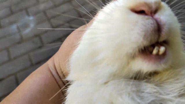 Поменяли уткам воду, сгребли сено. А вечером к нам в гости приполз ужик.