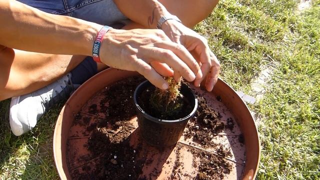 50. DROSERA: ATTENZIONE SU DROSERA SCORPIOIDES E SEMINA DROSERA CAPENSIS смотреть онлайн