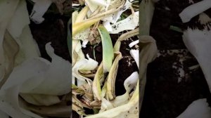 Посадила лук- севок под зиму, выбрала  самую мелкую  фракцию.