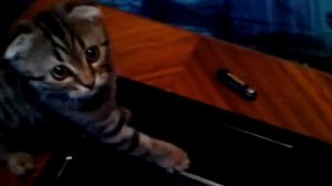 котёнок шотландский 3 месяца