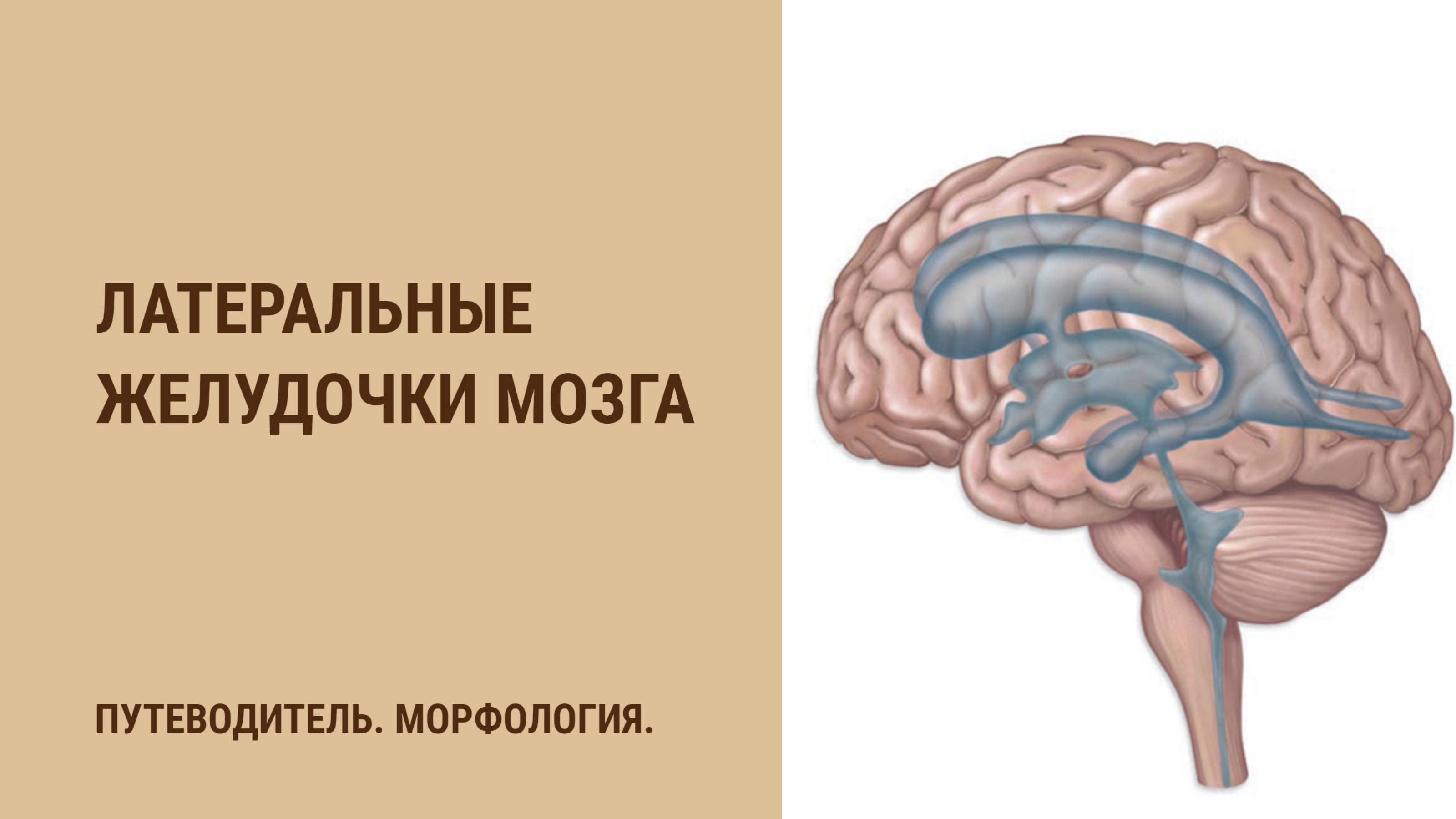 Латеральные желудочки мозга