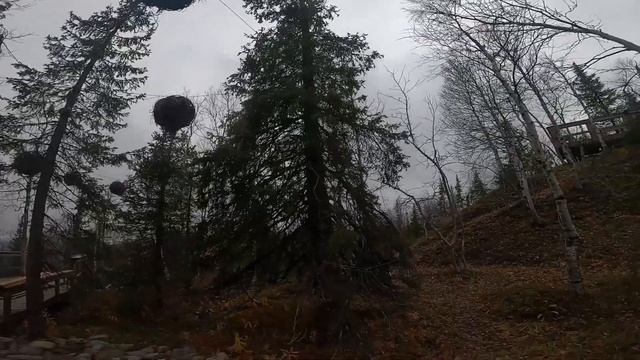 День 113. Клесты почти свиристели ) Светильник - белкин дом. смотреть онлайн