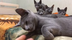 Русские голубые котята 🐱 Питомник Русских Голубых кошек Ruzara