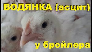 Причина падежа бройлеров - водянка. Асцит