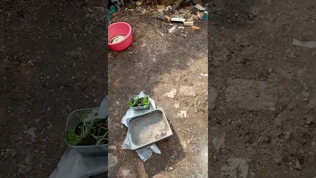 Ранняя высадка петуний,лайфак@А мы такие! смотреть онлайн