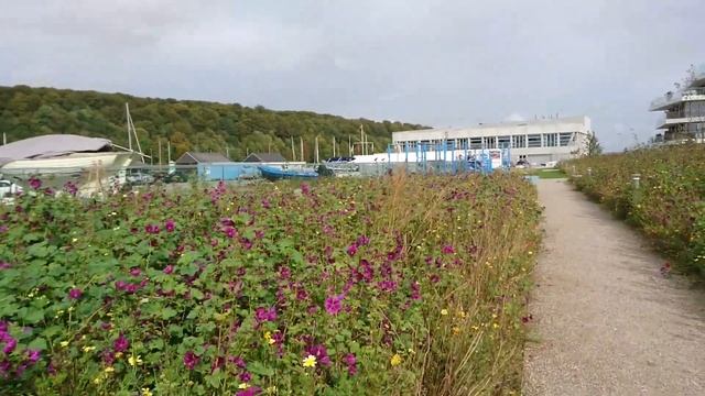 Дикая мальва сорт Мавритания (Malva sylvestris Mauritania) клумбы Орхус, Дания. 29 сент. 2021 смотреть онлайн