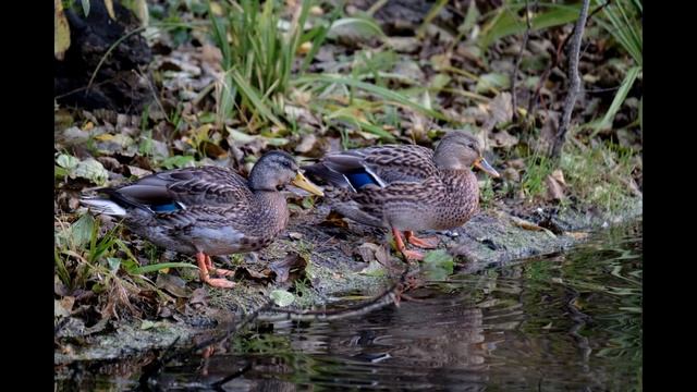 Fujifilm 100-400mm - самый большой и дорогой объектив Fuji X