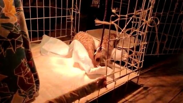 Семья сурикат_Маленький член семьи_Веня и Сяма