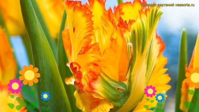 Тюльпан обыкновенный Каррибиан Пэрот. Краткий обзор, описание характеристик tulipa Carribean Parrot смотреть онлайн