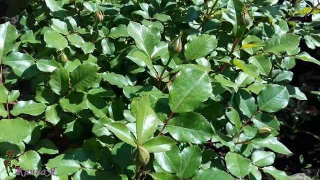 Зацветает Вейгела! Роза заболела, что делать? смотреть онлайн