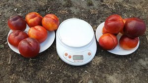NECTARINE RED JINE \ НЕКТАРИН РЕД ДЖЮН