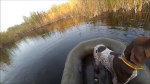 Не стреляйте в белых лебедей