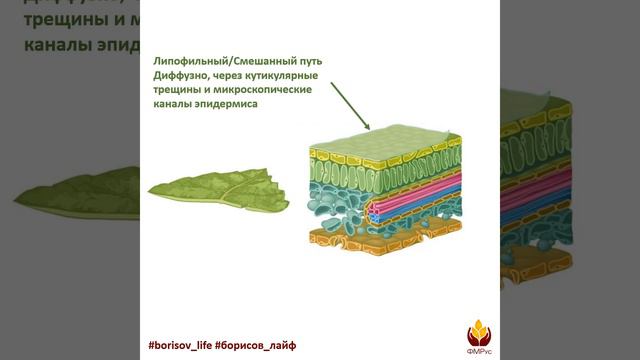 Листовое проникновение пестицидов смотреть онлайн
