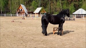 Видео  с лошадьми. Лошади, занятия на свободе. Как приучить лошадь к выстрелам