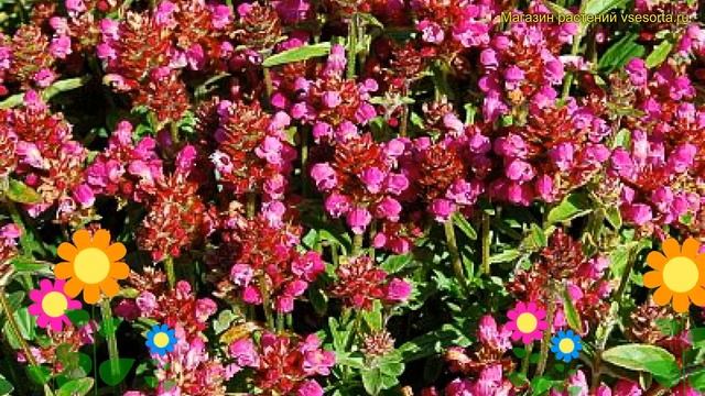 Прунелла крупноцветковая Рубра. Краткий обзор, описание характеристик prunella grandiflora Rubra