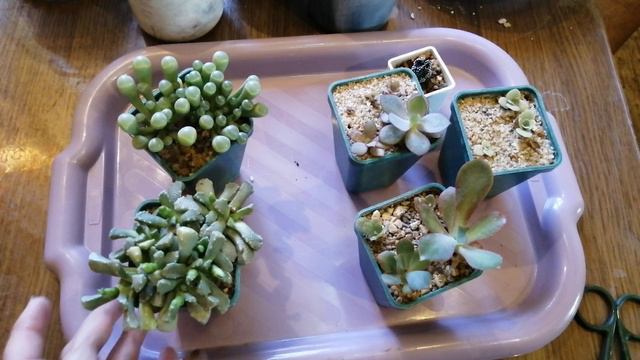 Пересадка суккулентов смотреть онлайн