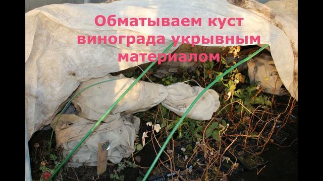 Укрытие винограда на зиму в Подмосковье
