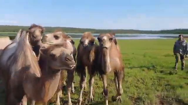 Весна 2022 у верблюдов в Плейстоценовом парке.