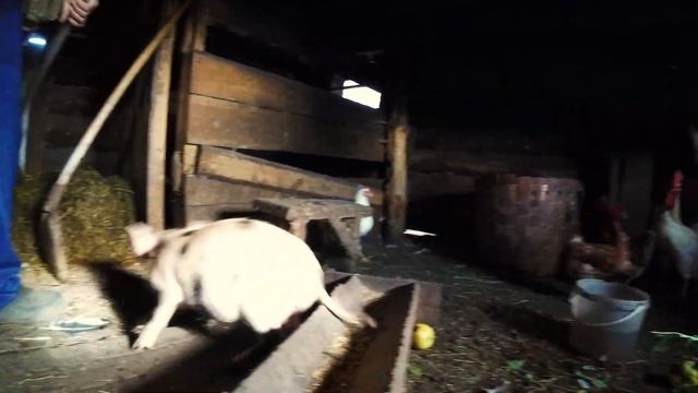 КАКОЕ ИМЯ ДАТЬ? ПОРОСЯТА РАСТУТ ТАКИЕ ШКОДНЫЕ | My mini pigs are so cuties, live in village смотреть онлайн