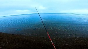 Горбуша клюет! На поплавок