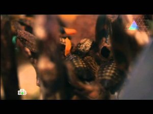 "Чудо техники": Плюсы и минусы сухой мойки, тайны розетки и борьба с тараканами