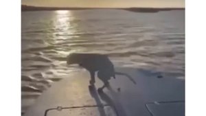 катер и собака