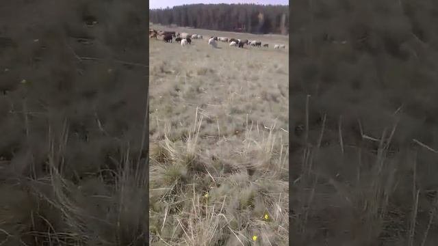 Различие от казахского курдючного кошокара и элдибаевского кошкара