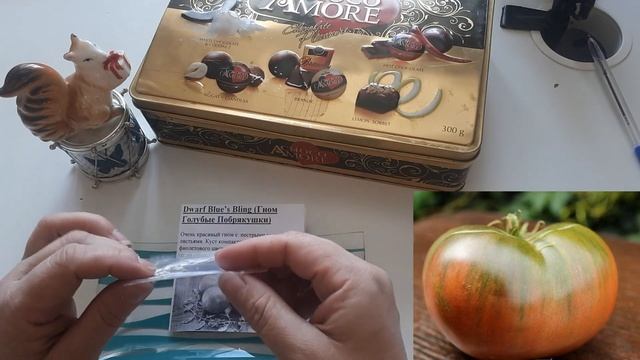 Коллекция томатов. Сорт Голубые Побрякушки Dwarf Blue’s Bling, проект Гном.      Три звезды Ирины Т