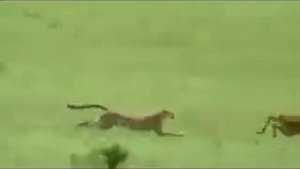 Лучшие 10 моментов охоты в природе