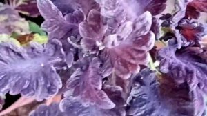 Вырастила семенные колеусы:обзор красавцев. ?