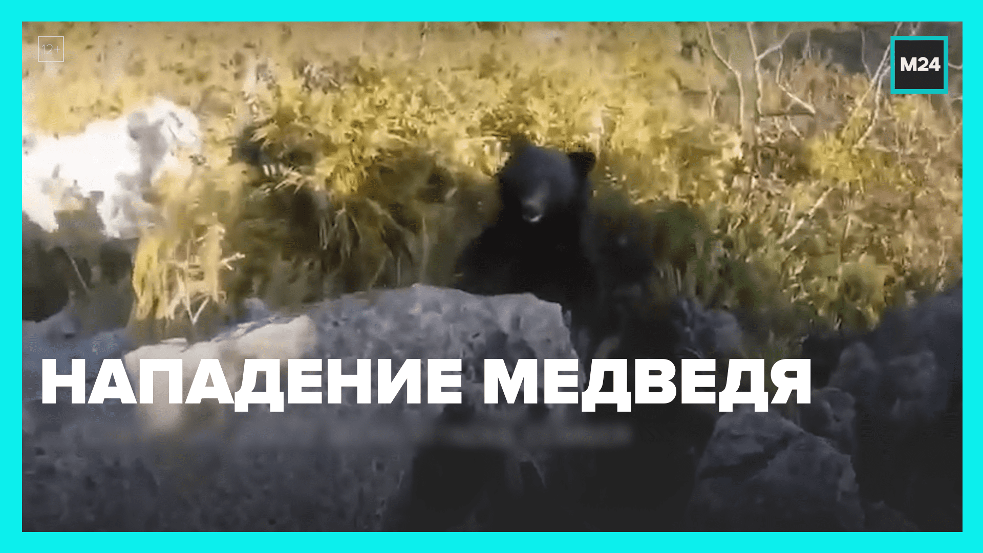 Нападение медведя  Москва 24