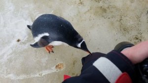 Curious Gentoo Penguin