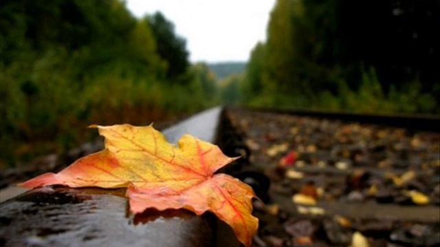 Перелётные птицы. Автор – исп. – Anatoliy Gurkin смотреть онлайн