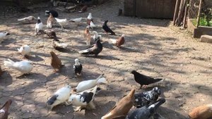 Приучаем молодых голубей, чтобы после полетов садились на голубятню. Чистотелом не кормлю.