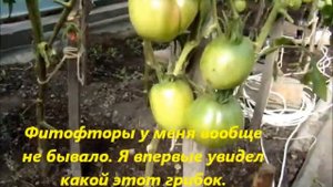 Эксперимент в теплице при фитофторе