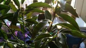 Кумкват Кинкан. Отзыв о интернет магазине Павловский лимон.