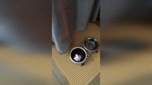 Маленький котенок впервые в новом доме