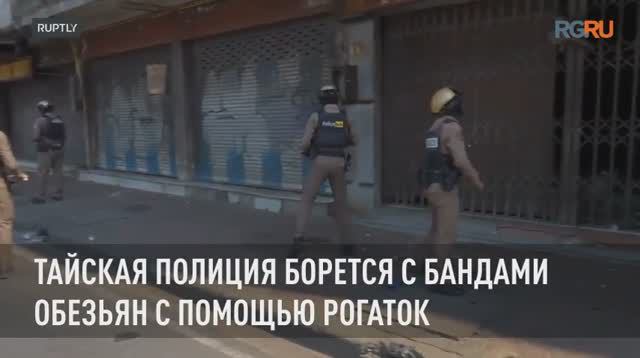 Тайская полиция борется с бандами обезьян с помощью рогаток