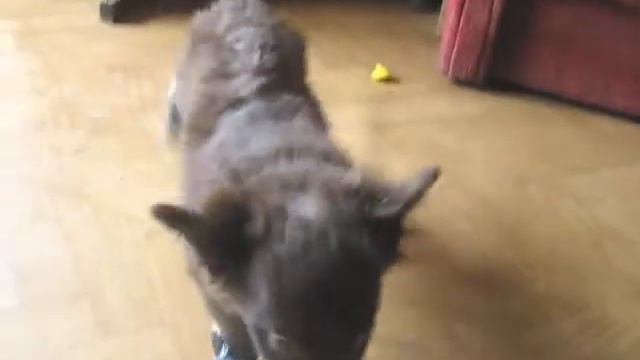 Первые шаги в новых тапках смотреть онлайн