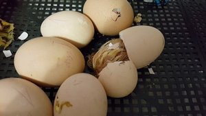 Рождение цыпленка, вылупление цыпленка из яйца