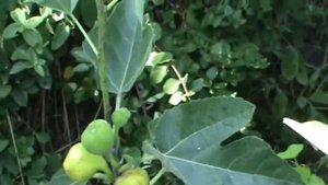 Мариуполь.Инжир сорт Белая фига, Фиг бланш (Figue blanche).2 урожай 2017г.