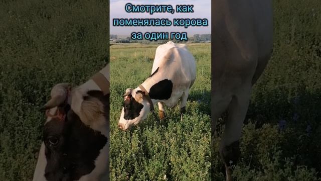 Почему коровы быстро стареют.