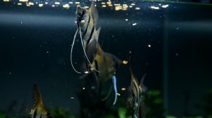 Харациновые аквариумные рыбки - большая подборка