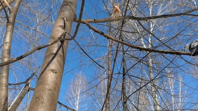 У белочек выходной - все на прогулке ? смотреть онлайн