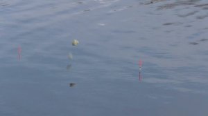 Рыбалка на реке весной   Карась клюет на поплавок. My fishing