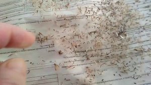 Посев Пасконника из своих семян.