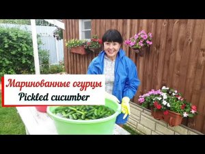 Маринованные огурцы.  Засолка огурцов ночью.