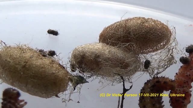 Роза и Чудовище. Розанный Пилильщик,  Как Выглядит и Живет Чудовище? Как Бороться? Как Спасти Розы?