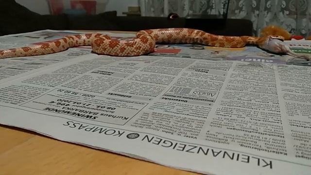 Кормим змею. Змея проглатывает двух мышей