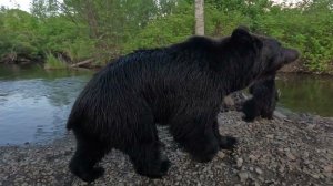 Идём домой натоптаной тропой.